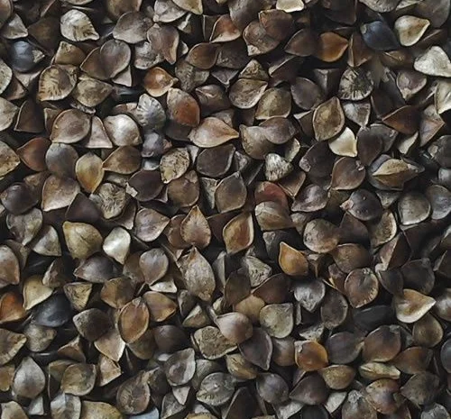 Закупка гречки от 20 тонн- фото № 1