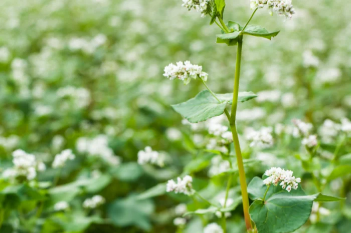 Пропонується гречка сорту Гренбі "Канада"- фото № 2