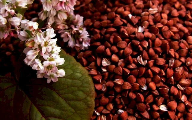 Гречиха- фото № 1