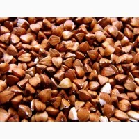 Закупівля гречки будь-якої якості- фото № 1