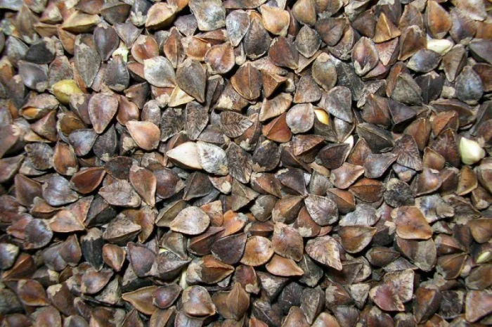 Закупаем гречиху по договорной цене- фото № 1