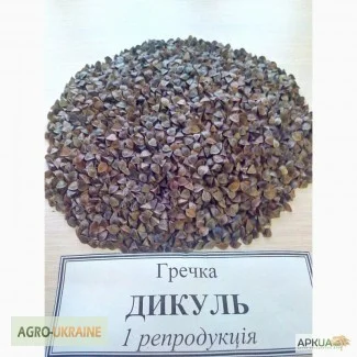 Насіння гречки Дікуль та інші сорти- фото № 1