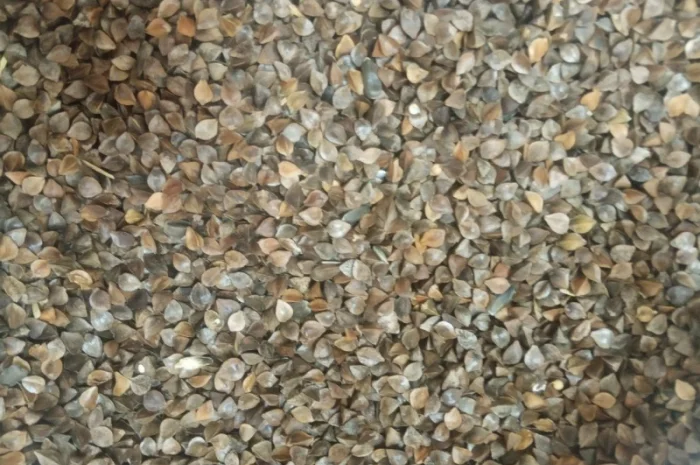 Продаю насіння гречки для посева- фото № 1