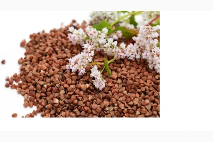 Насіння гречки на продаж- фото № 1