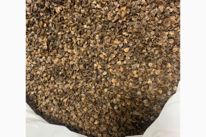 Лушпиння з гречки трилиста- фото № 1