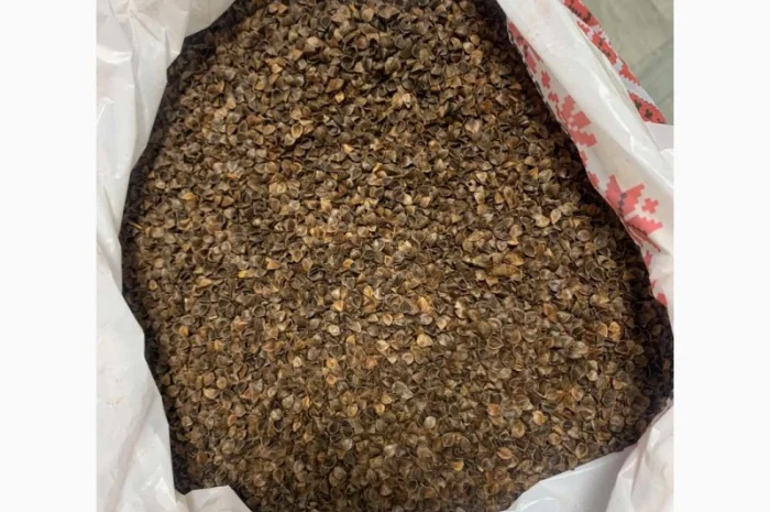 Лушпиння з гречки трилиста- фото № 2