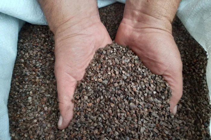 Куплю семена гречки и овощные семена- фото № 1