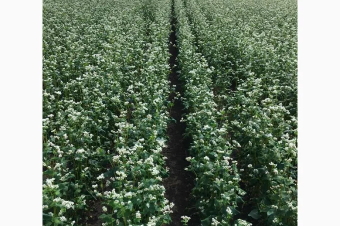 Канадські насіння гречки сорту Гренбі на продаж- фото № 1