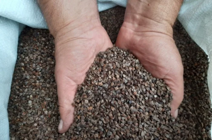 Гречка врожай 2024 на продажу- фото № 1