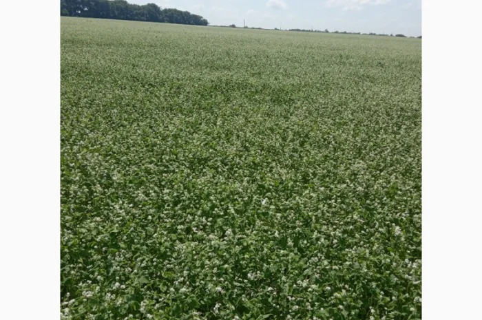 Гречка сорт Дев'ятка на продажу- фото № 1