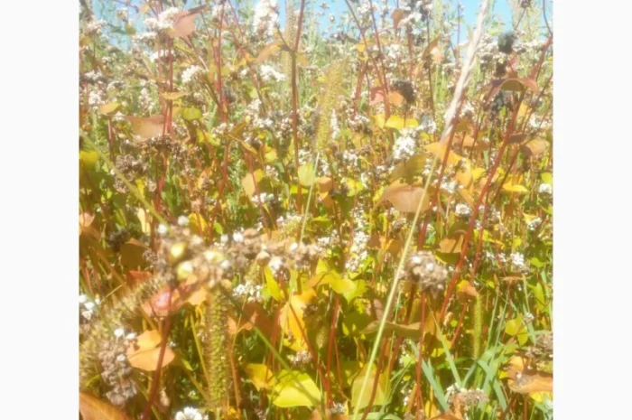 Гречка сорт Дев'ятка на продажу- фото № 2