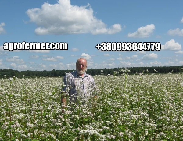 Насіння гречки PENNY, високоврожайний сорт- фото № 1