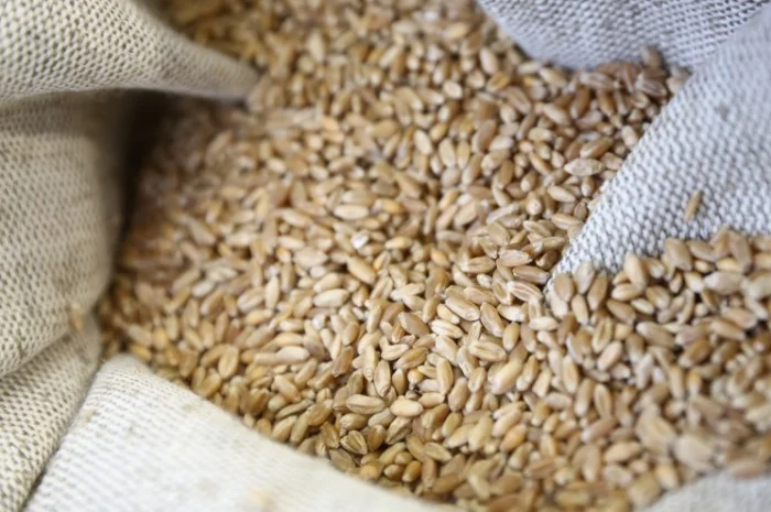 Куплю зерновідходи. Куплю некондицію с.г культур- фото № 1