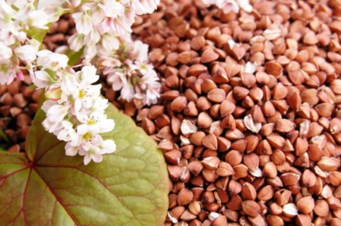 Гречка для продажу- фото № 1