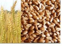 Покупка некондиції та побічних продуктів- фото № 1