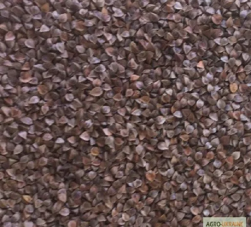 Закупівля гречки для переробки- фото № 1