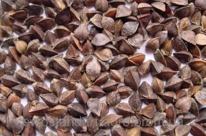 Семена Канадской гречихи Гранби нового урожая- фото № 1