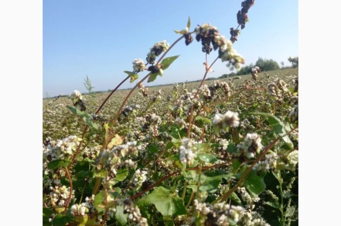 Пропонується насіння гречки Софія- фото № 1