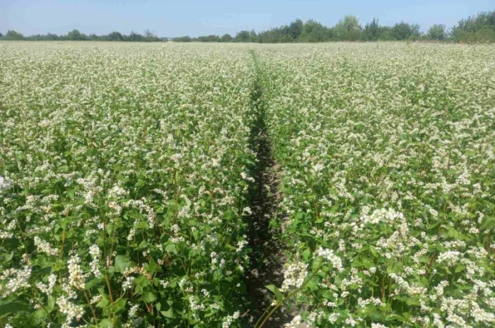 Пропонується насіння гречки Софія- фото № 2