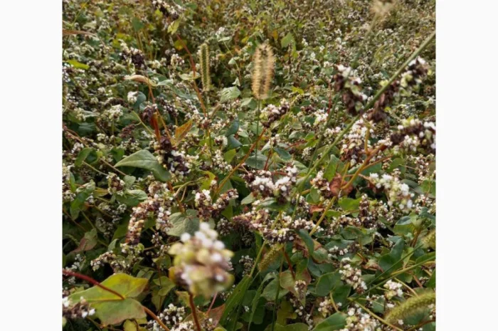 Пропонується насіння гречки Софія- фото № 3