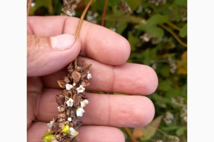 Пропонується насіння гречки Софія- фото № 4