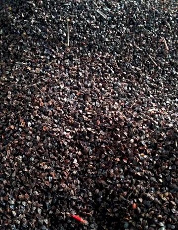 Куплю зерно гречки- фото № 1