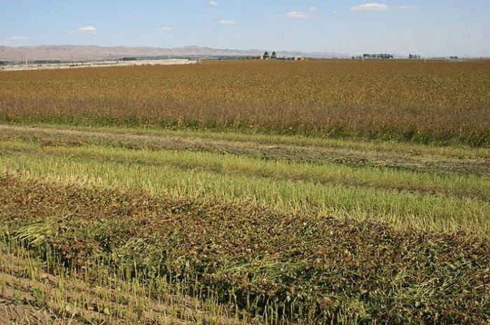 По хорошей цене купим у вас Гречиху, предоставляем транспорт- фото № 1