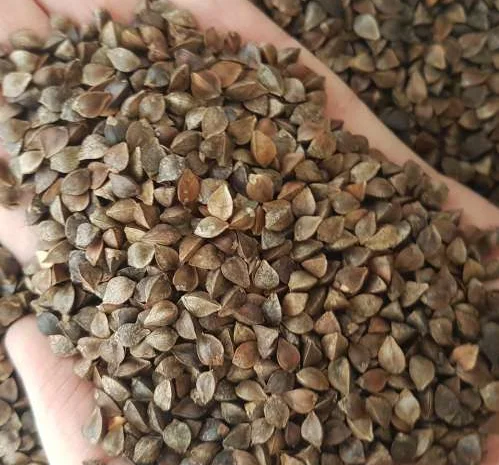 Закупаемо Гречиху, по Захiднiй Украiнi.Самовивiз своiм транспортом- фото № 1