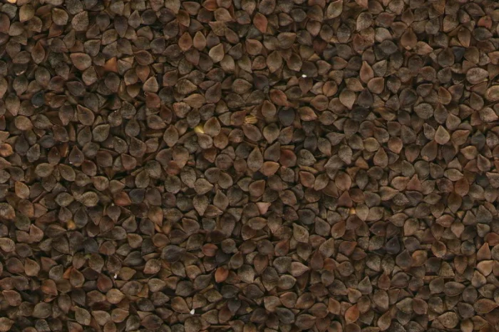 Закупівля зерна гречки- фото № 1