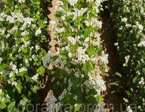 Семена гречихи сорта Дикуль- фото № 1