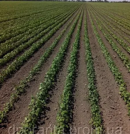 Семена гречихи сорта Дикуль- фото № 4