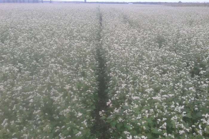 Продажа насіння гречки сорту АРНО- фото № 1