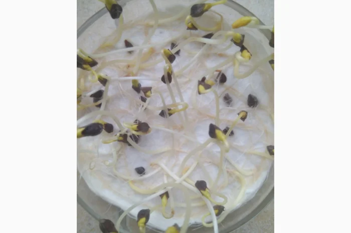 Гречка посівна бджолозапильна в наявності- фото № 4