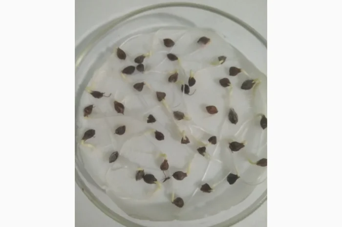 Гречка посівна бджолозапильна в наявності- фото № 5