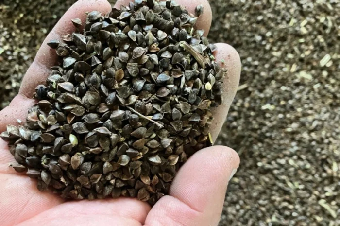 Гречка, сорт Арно ~7-8тонн- фото № 1