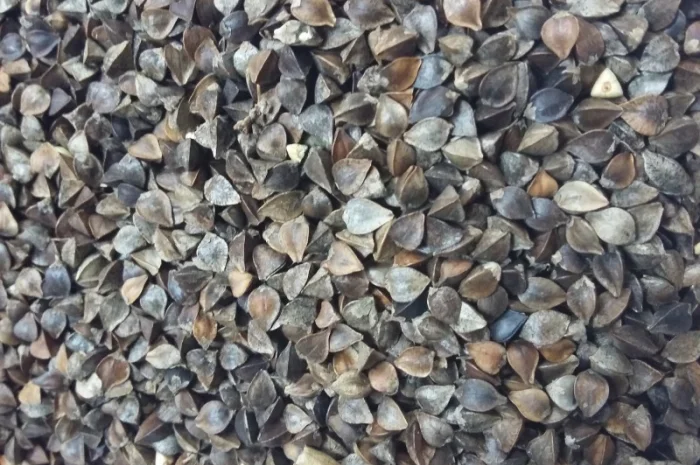 Куплю гречку по хорошей цене- фото № 1