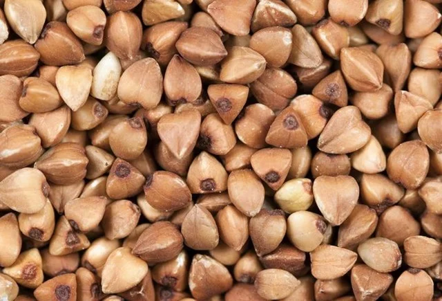 Продаж трансгенного сорту гречки FLORIDA- фото № 1