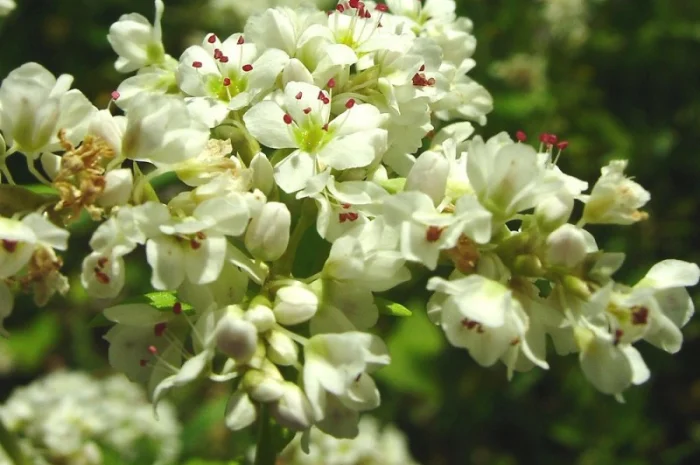 Продаж трансгенного сорту гречки FLORIDA- фото № 5