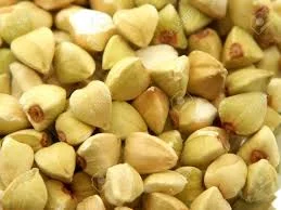 Продаж трансгенного сорту гречки FLORIDA- фото № 6