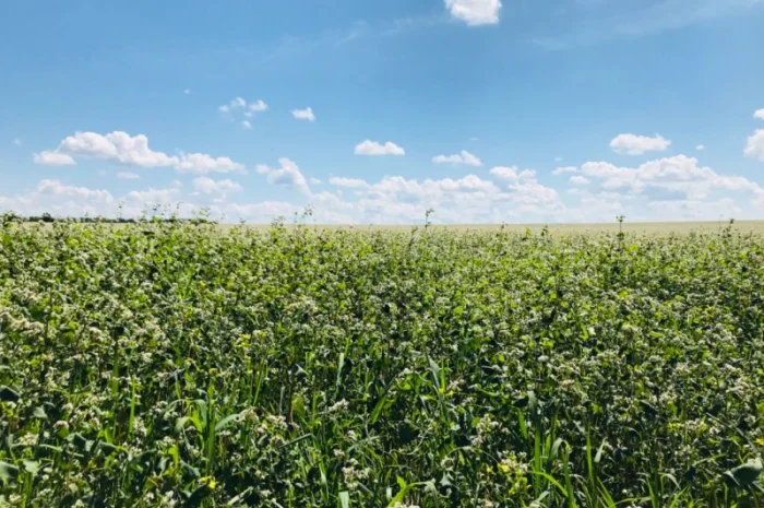 Покупка гречки- фото № 1