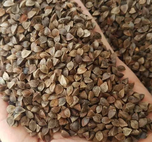 Насіння гречки GRANBY на продаж- фото № 1