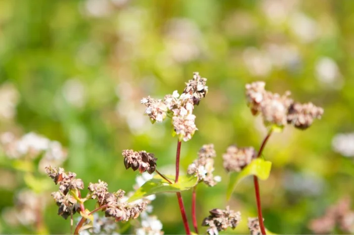 Закупівля зерна гречки продовольчої- фото № 1