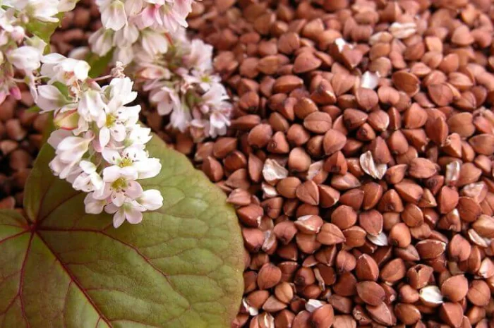 Закупівля гречки- фото № 1