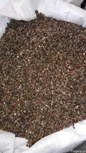 Продаж посівного насіння гречки сорт Дикуль- фото № 1