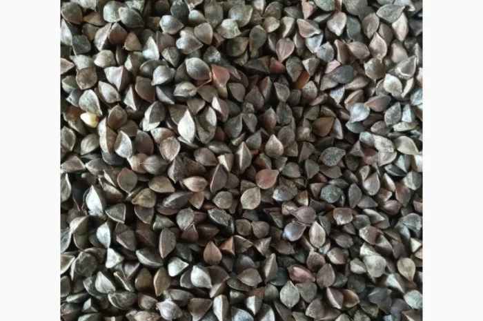 Семена Гречихи сорт Украинка- фото № 1