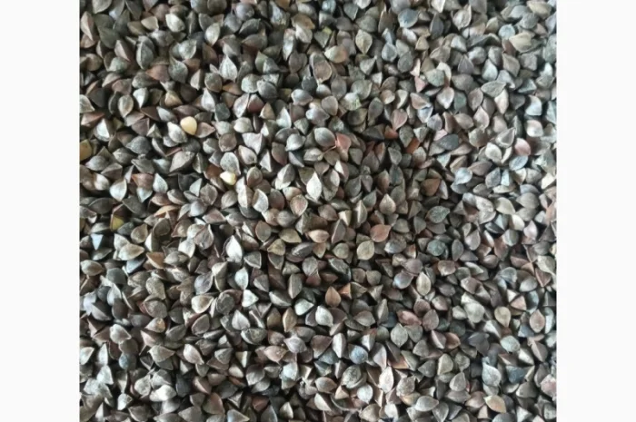 Семена Гречихи сорт Украинка- фото № 2