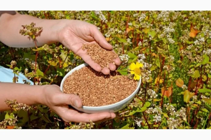 Насіння гречки Ярославна і Селяночка еліта- фото № 1