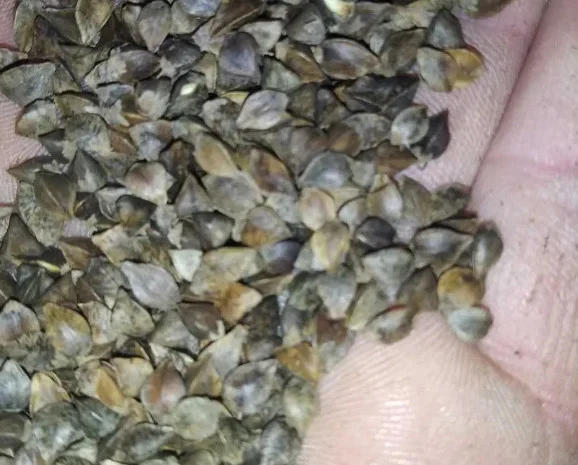 Продажа сертифицированной гречки: Дикуль, Арно, Девятка- фото № 1