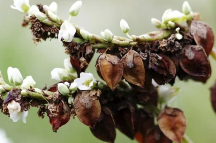 Продажа сертифицированной гречки: Дикуль, Арно, Девятка- фото № 2