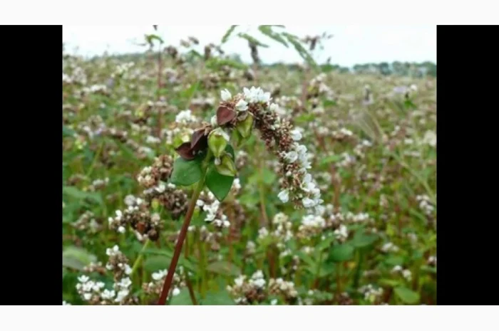 Продажа сертифицированной гречки: Дикуль, Арно, Девятка- фото № 3